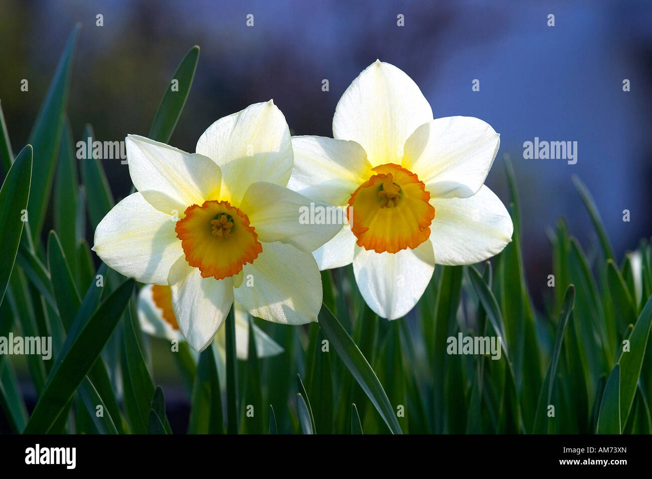 À la lumière des jonquilles (Narcissus), Amaryllidaceae Banque D'Images