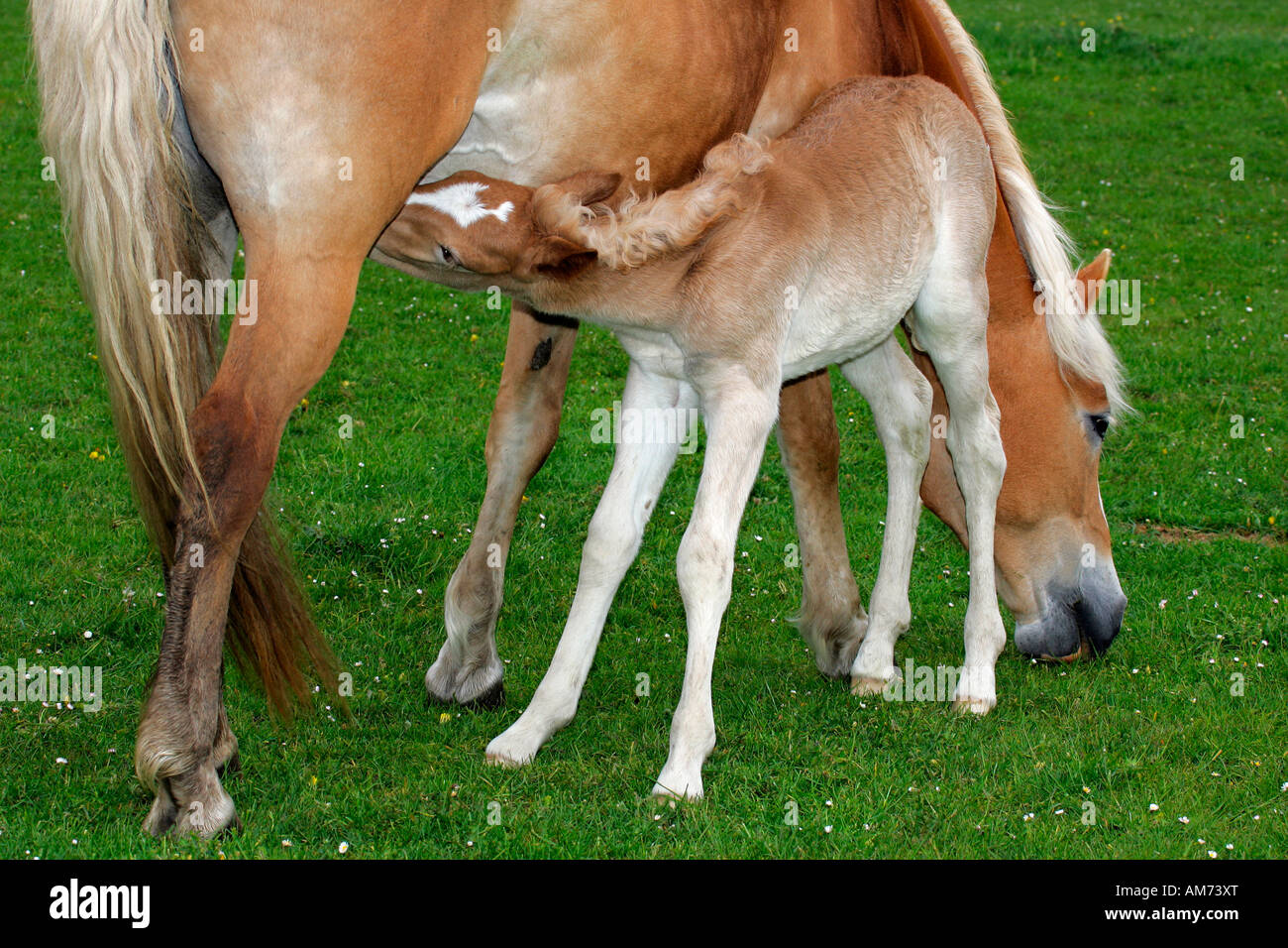 - Cheval Haflinger mare avec poulain - Allaitement (Equus przewalskii f. caballus) Banque D'Images