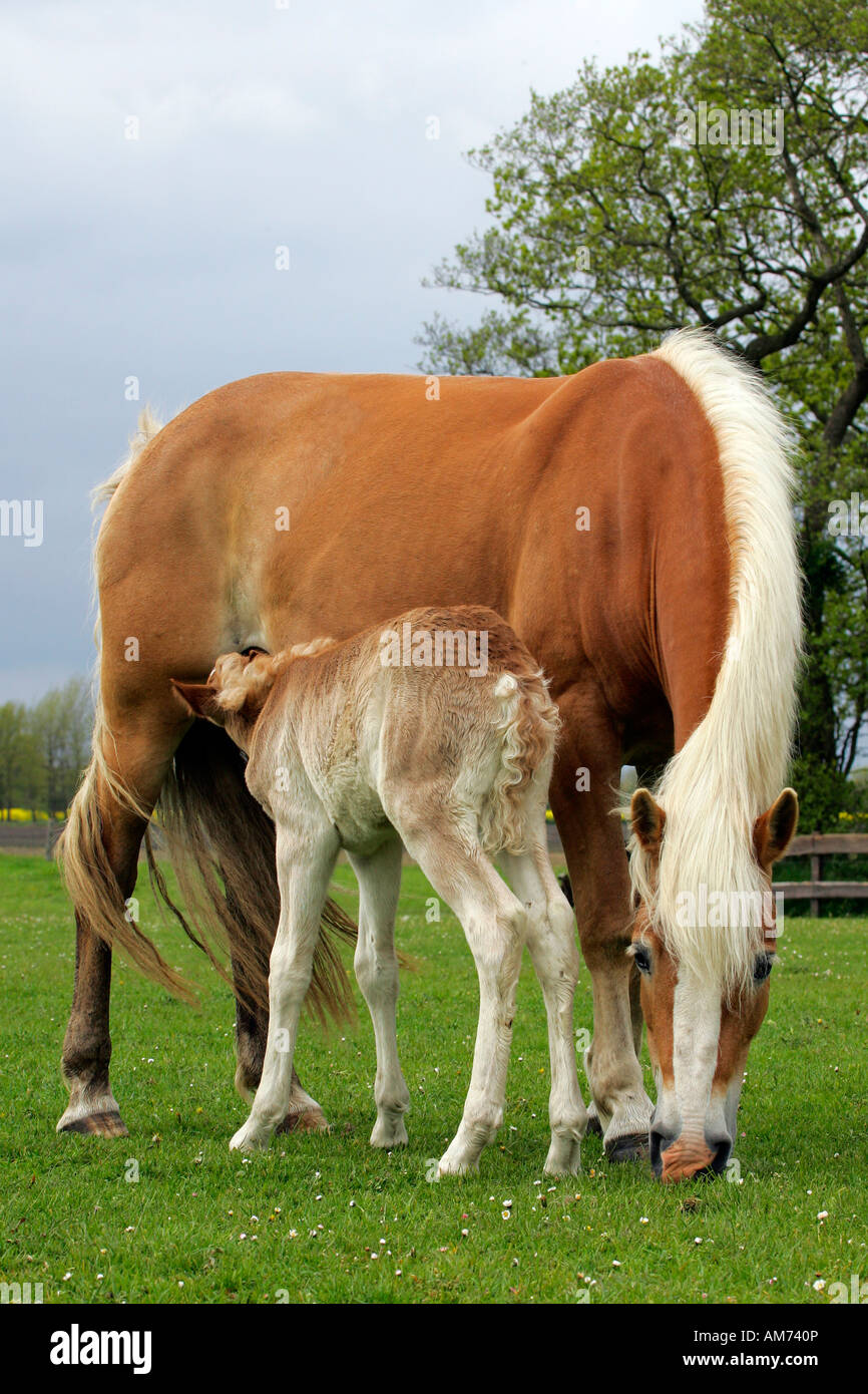 - Cheval Haflinger mare avec poulain - Allaitement (Equus przewalskii f. caballus) Banque D'Images
