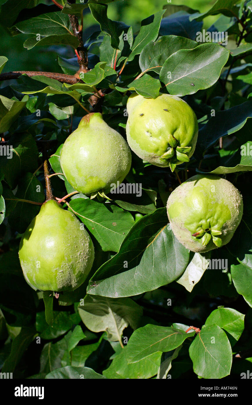 Le coing - coings - fruits (Cydonia oblonga Konstantinopel cultivar) Banque D'Images