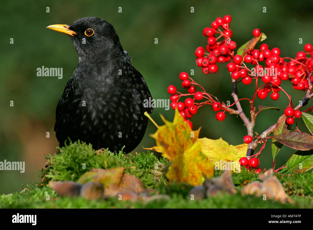Blackbird - mâle (Turdus merula) à l'automne avec les fruits rouges Banque D'Images
