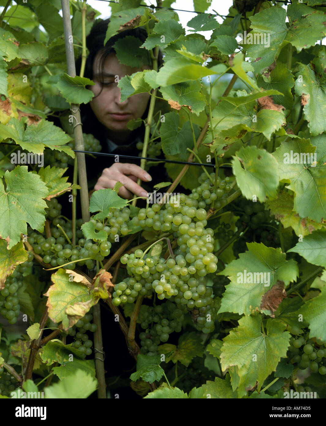 Gros plan d'une grappe de raisins en bas Breaky vinyard dans l'East Sussex, Angleterre. Banque D'Images