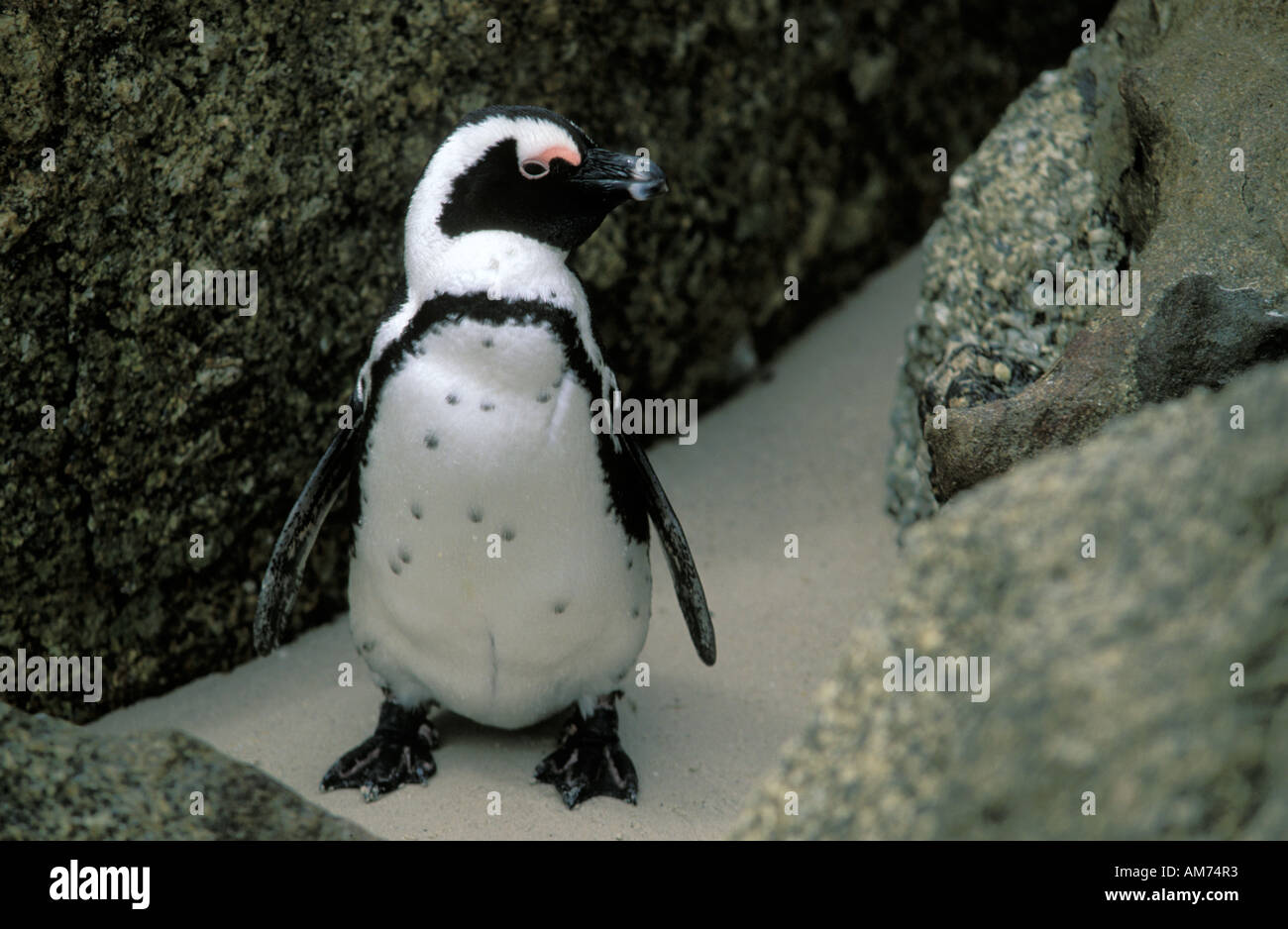 Manchot à la natation et l'imbrication des blocs un spot d'une colonie de pingouins Banque D'Images