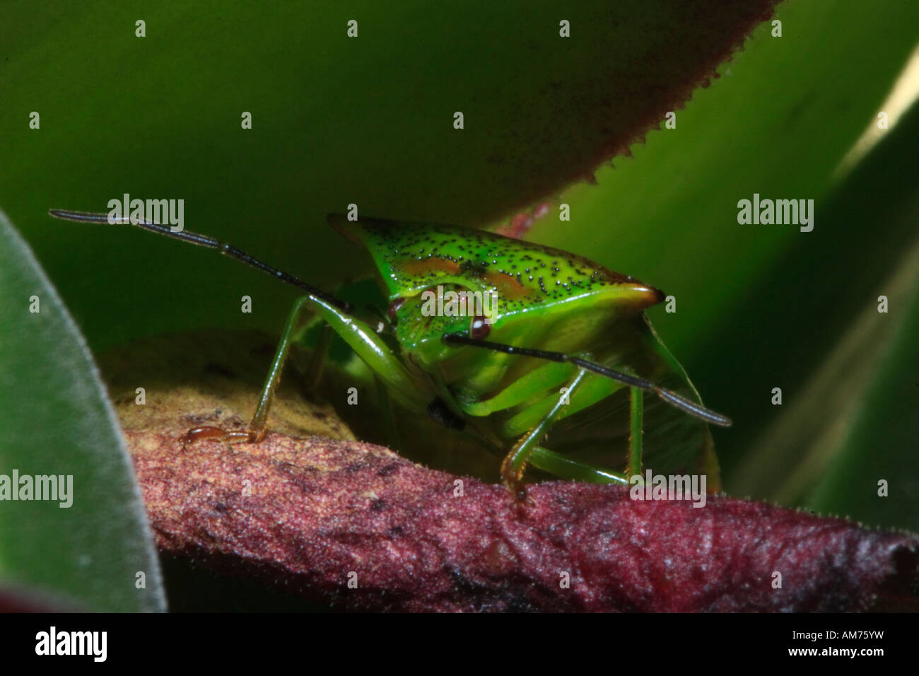 Hawthorn shield bug ( Acanthosoma haemorrhoidale ) sur feuilles attrayant Banque D'Images
