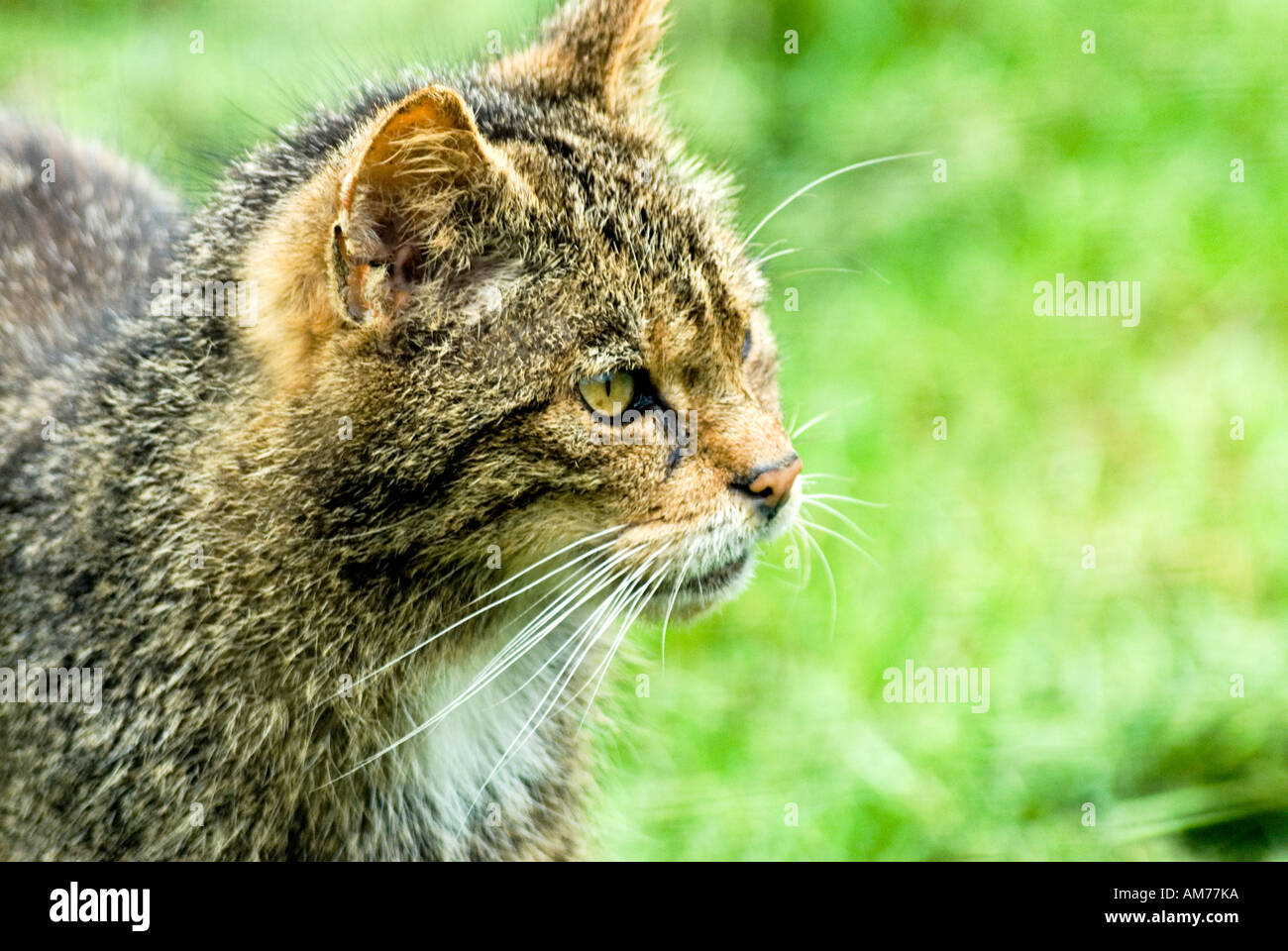 Chat sauvage écossais ou Felis silvestris Banque D'Images