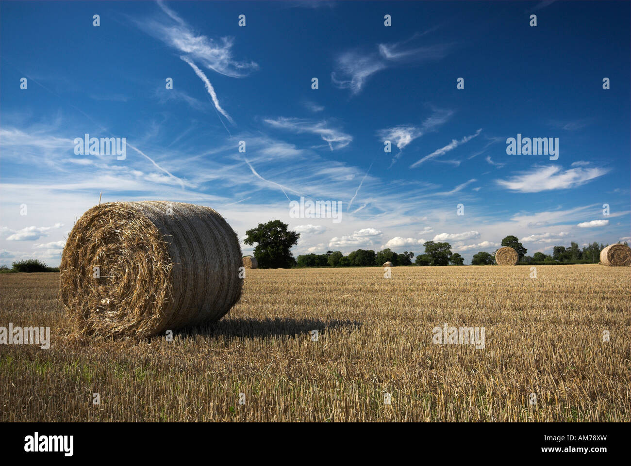 Balles de foin dans un champ Banque D'Images