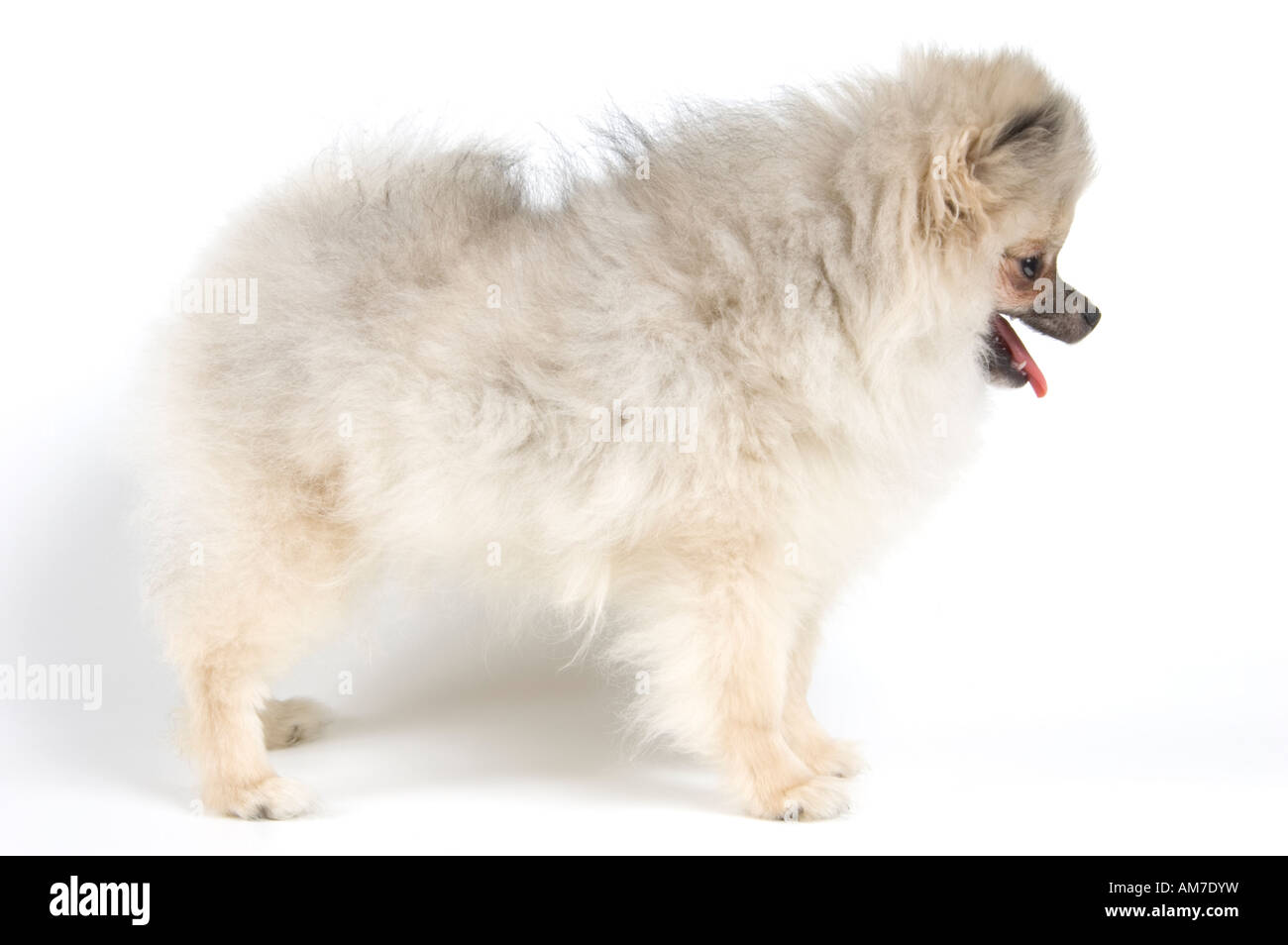 Animaux ; chiot Pomeranian spitz ; ; ; ; ; ; petits animaux de race canine ; ; ; ; yeux marron vers le bas ; isolé ; blanc ; studio ; mammifère ; visage ; Banque D'Images