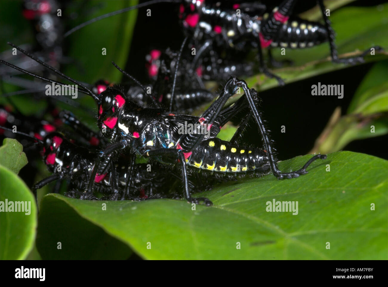 Lubbers sp. Les Nymphes Grasshopper Manu Pérou Banque D'Images
