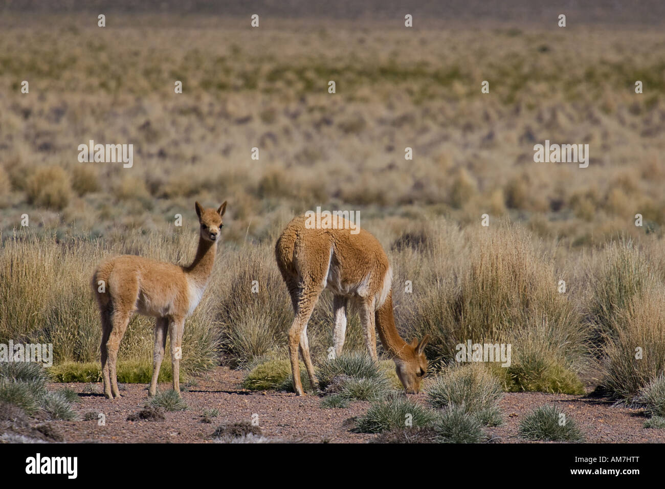 Les vigognes (Vicugna vicugna), le parc national de Sajama, Bolivie Banque D'Images