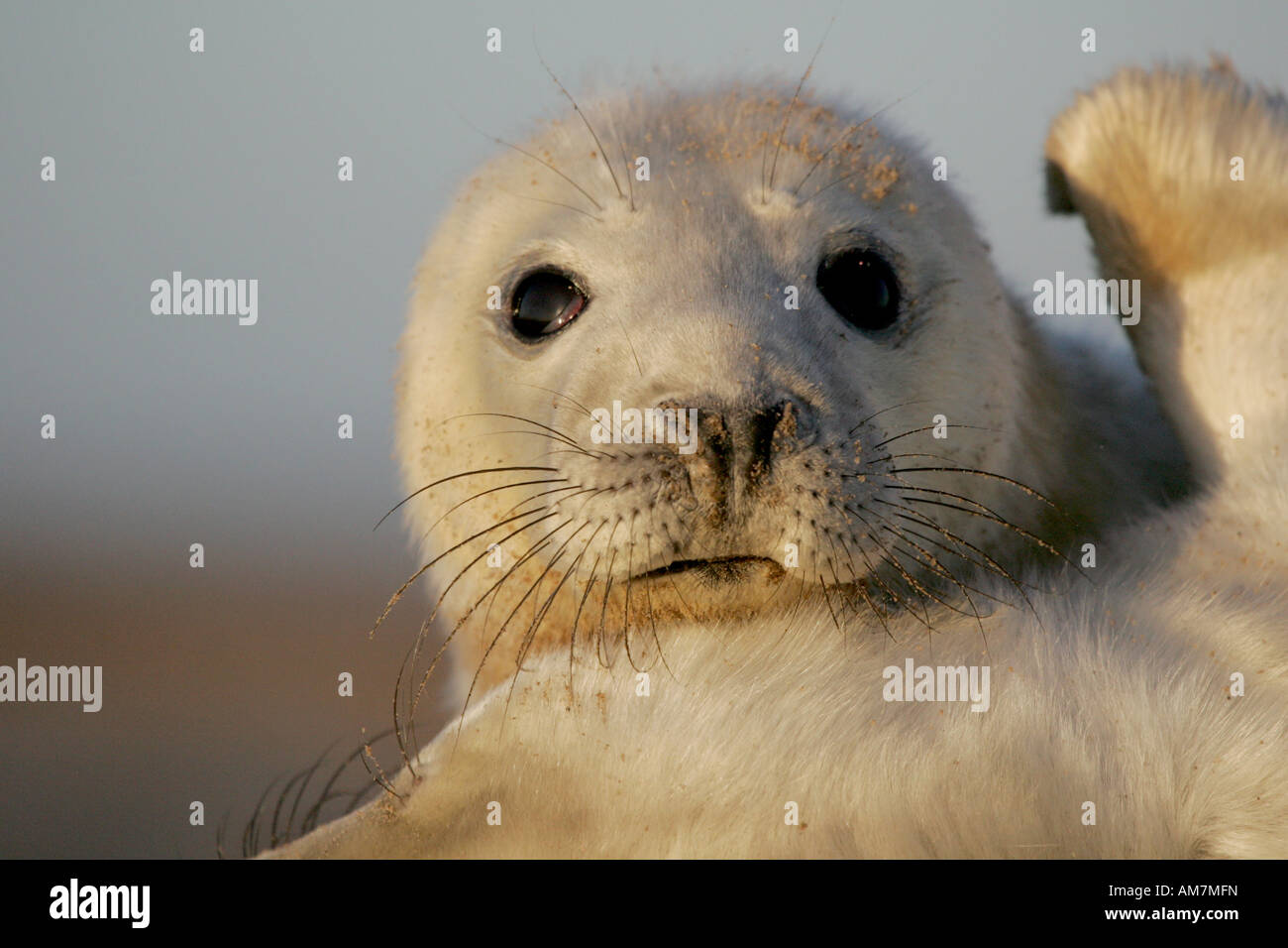 L'Atlantique Nord de bébés phoques gris (Halichoerus grypus) Banque D'Images