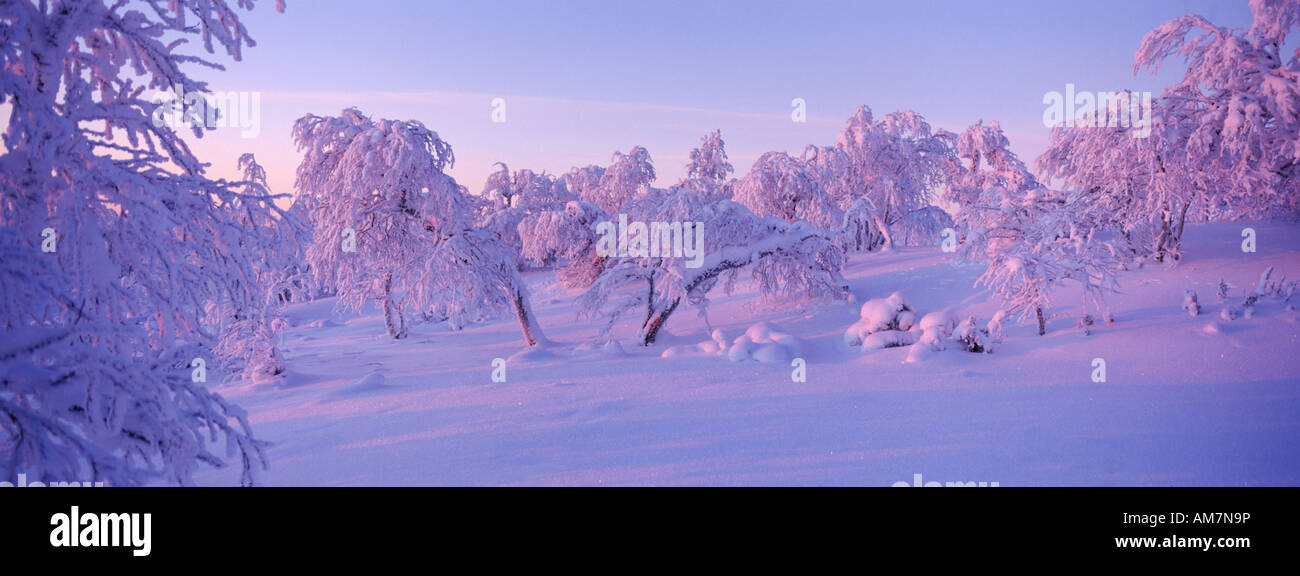 Paysage d'hiver, Laponie Banque D'Images