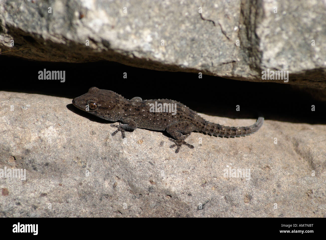 La Gomera soleil Gecko lui-même sur des pierres (Tarentola gomerensis). Banque D'Images