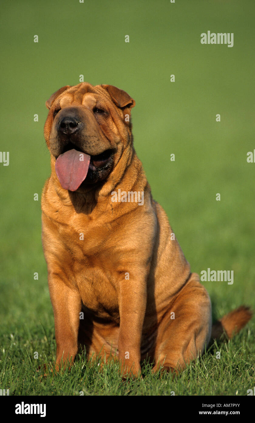Shar Pei, assis Banque D'Images