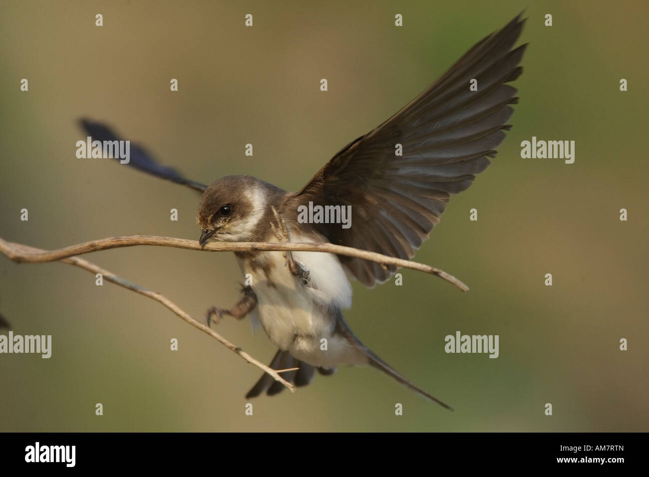 Sand Martin ( Ripalia ripalia ) Banque D'Images