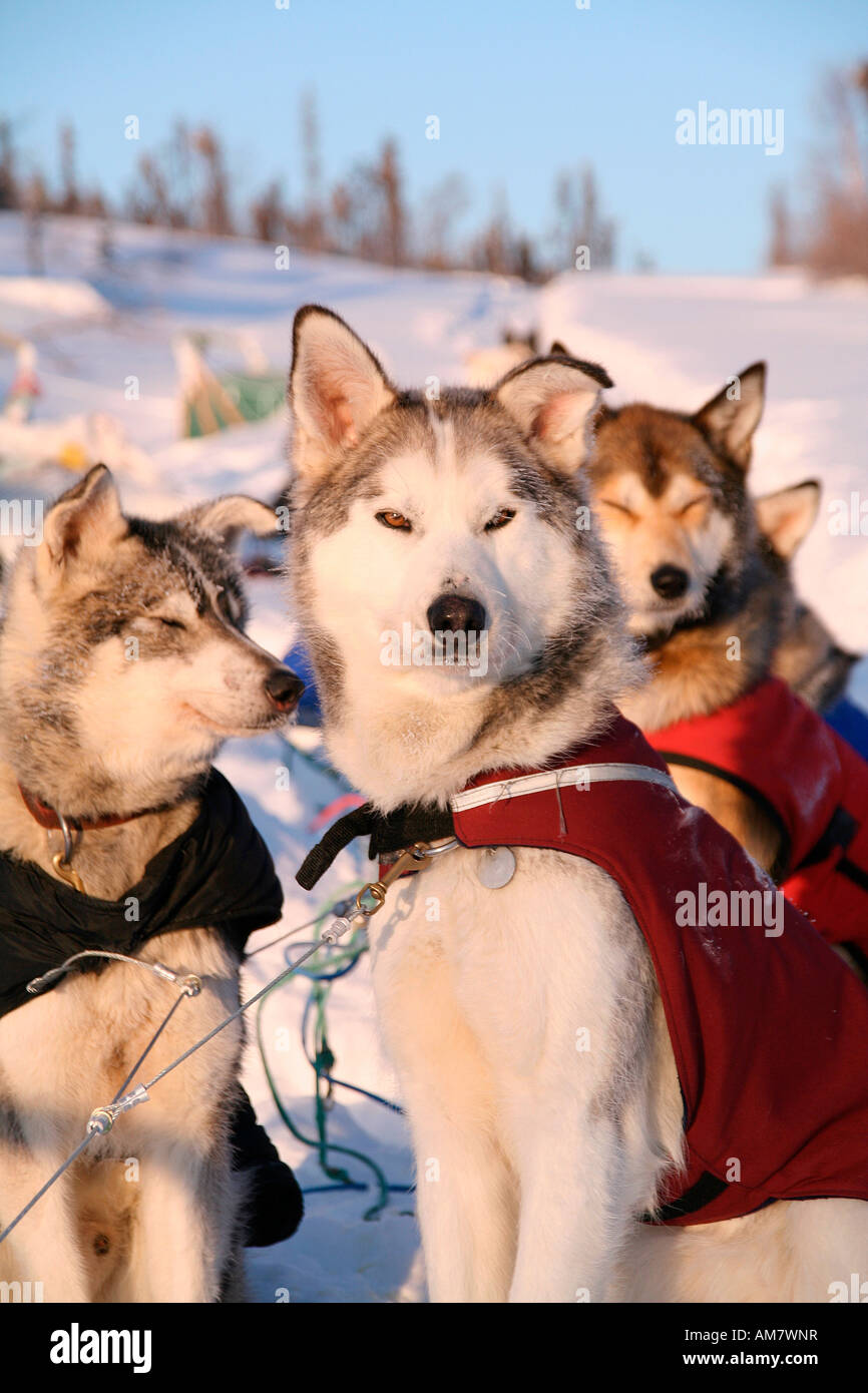 Attelage de chiens avec des vestes, repos, Territoire du Yukon, Canada Banque D'Images