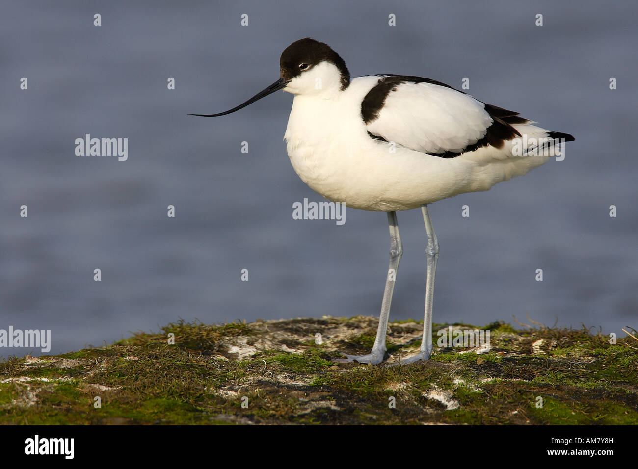 Pied avocets (Recurvirostra avosetta) Banque D'Images