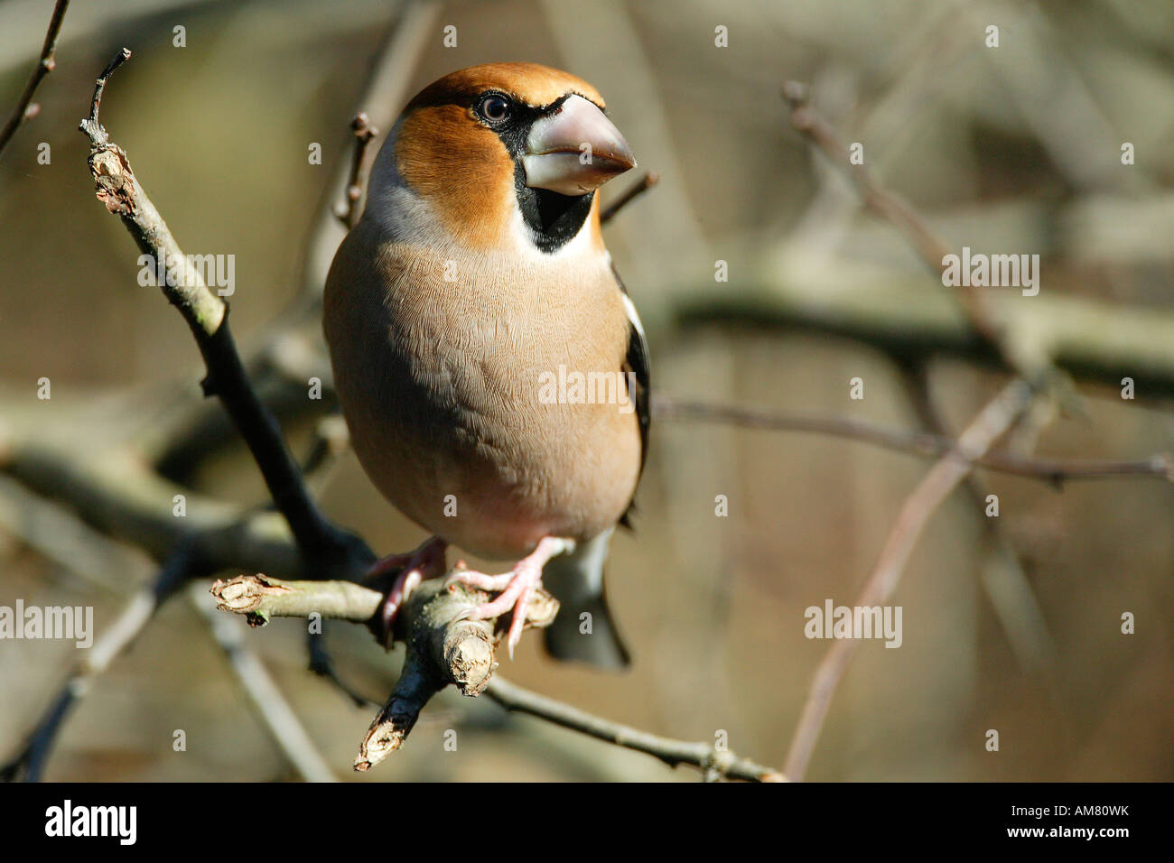 (Coccothraustes coccothraustes Hawfinch) Banque D'Images