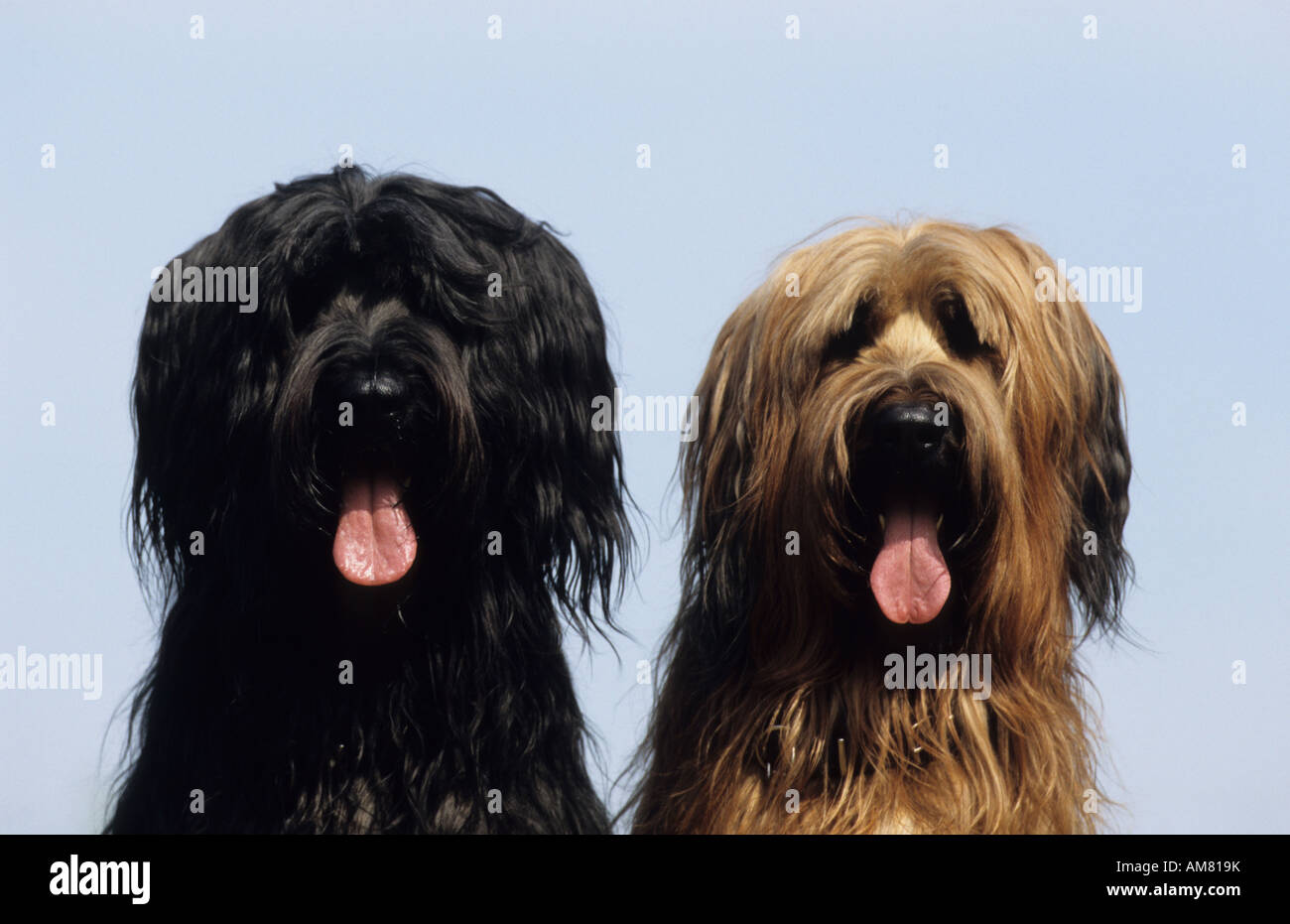 Briard (Canis lupus familiaris), noir et marron chien assis près l'un de l'autre, portrait Banque D'Images