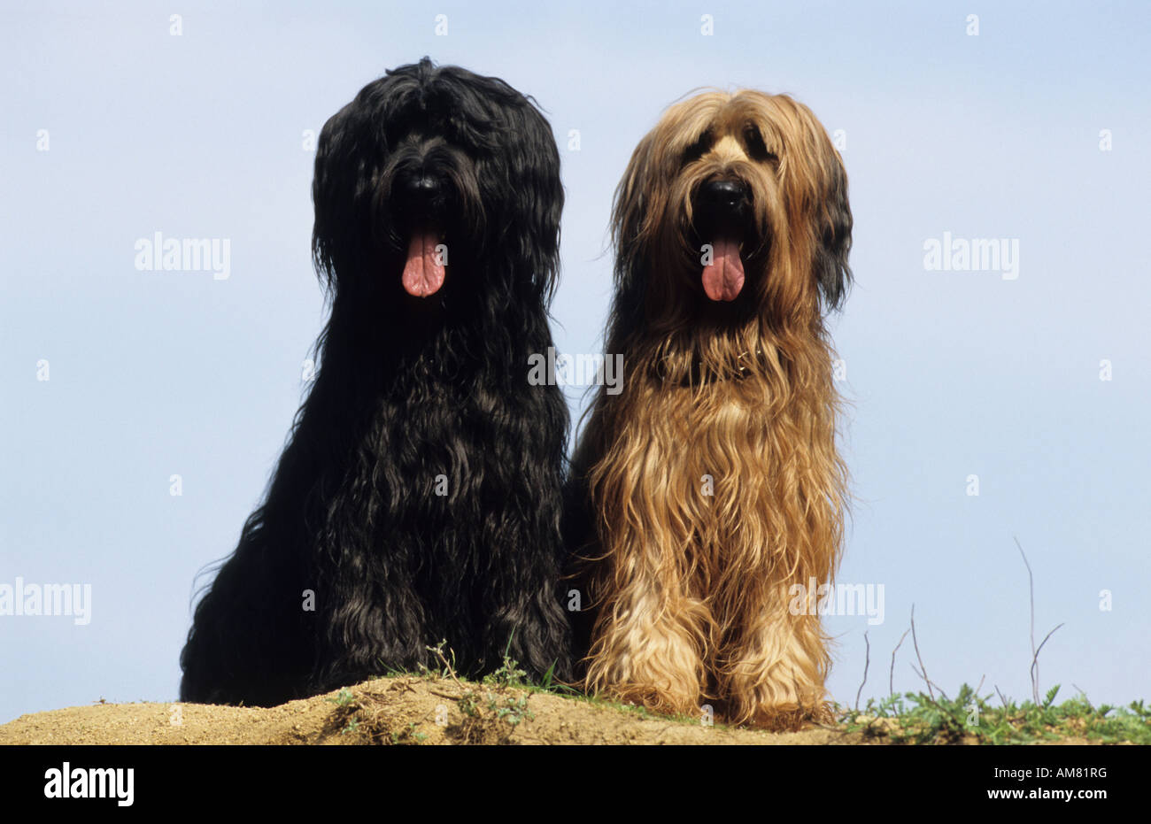 Briard (Canis lupus familiaris), noir et marron chien assis près l'un de l'autre Banque D'Images