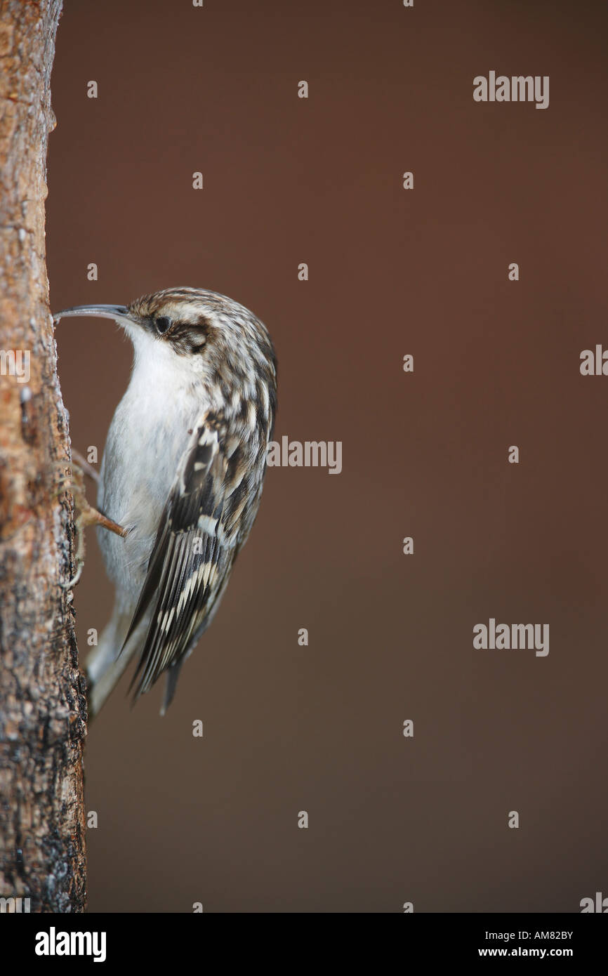 Bruant Certhia familiaris, commun Banque D'Images