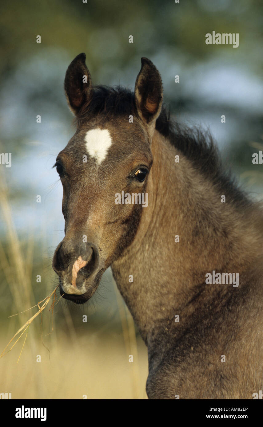 Cheval Arabe (Equus caballus), portrait de poulain Banque D'Images