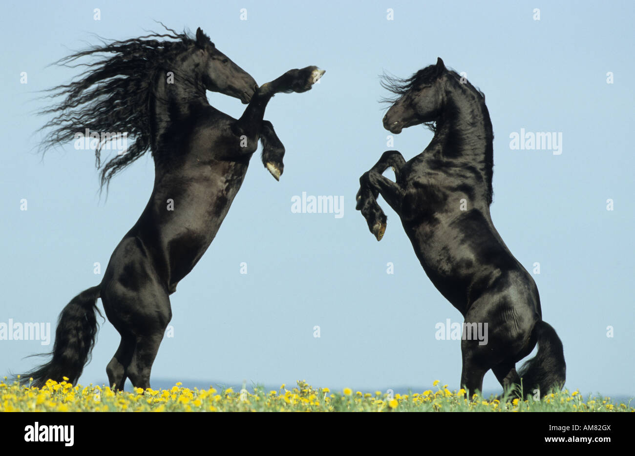 Cheval frison (Equus caballus), les combats etalons Banque D'Images