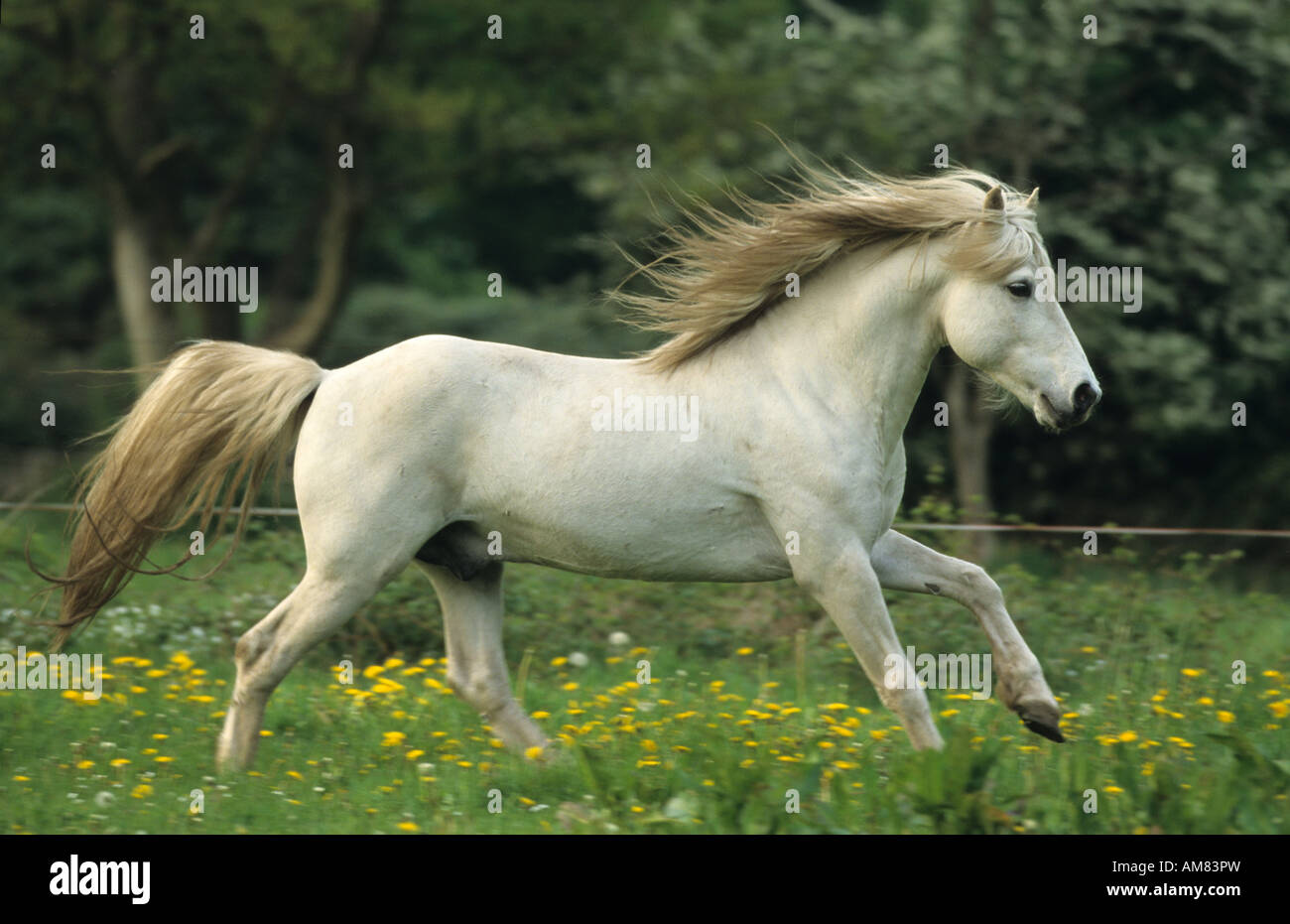 Cheval de Camargue (Equus caballus), étalon en galop sur un pré Banque D'Images