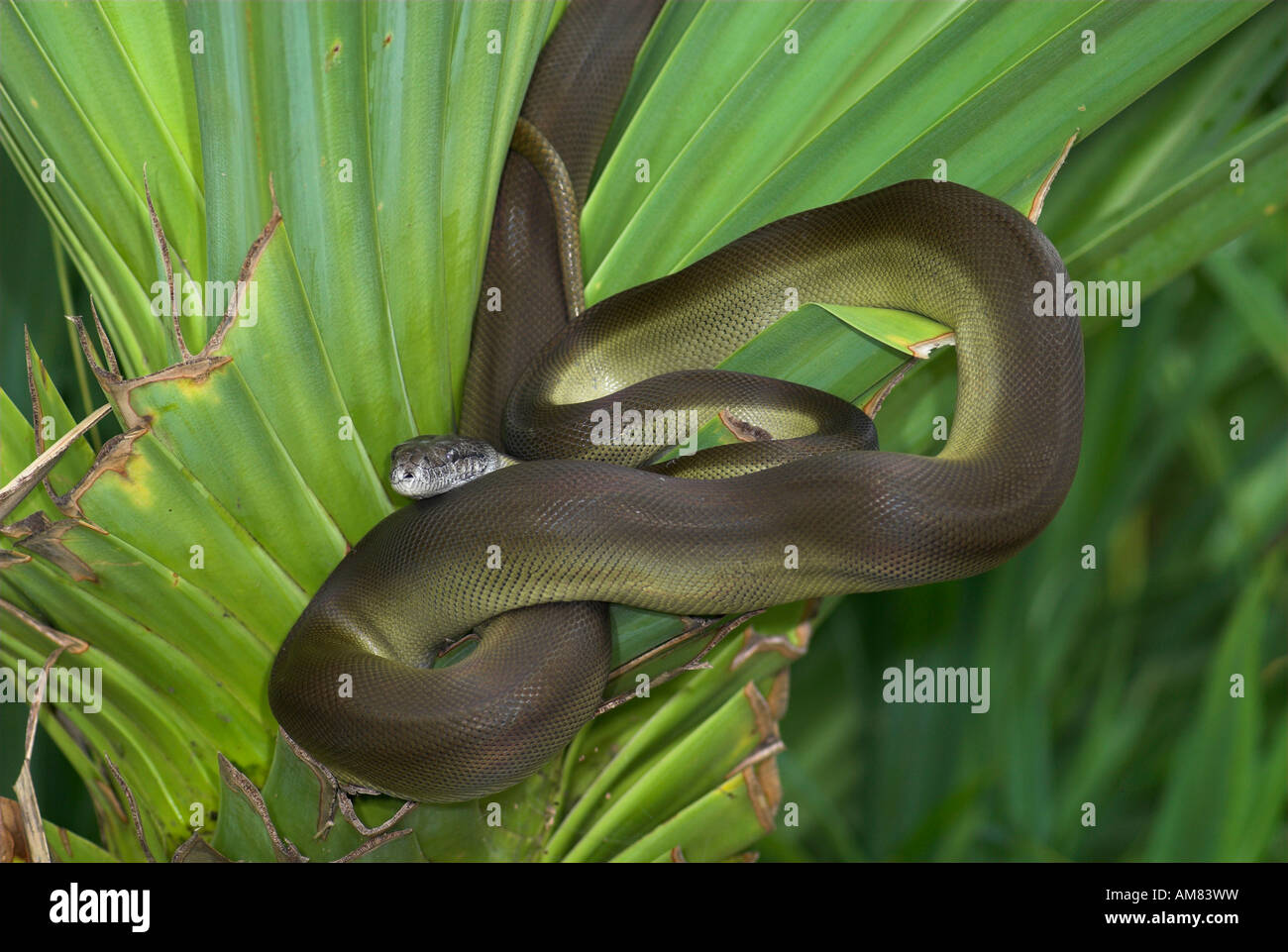 Serpent python Apodora papuana papoue Nouvelle Guinée Banque D'Images