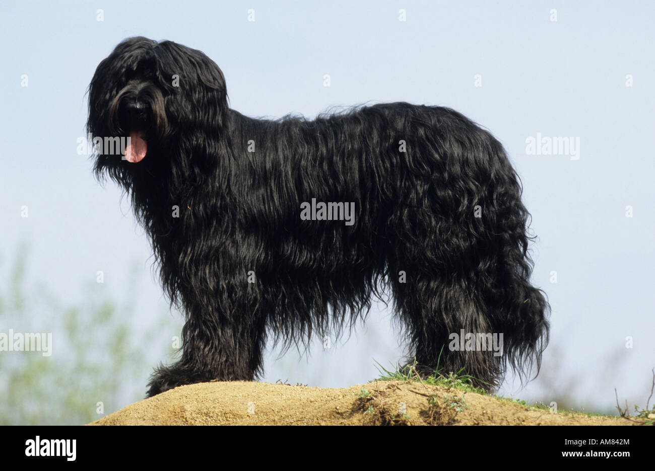 Briard (Canis lupus familiaris), chien noir Banque D'Images