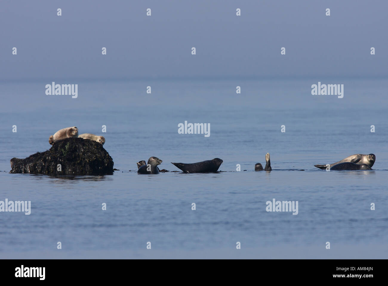 Seal (Phoca vitulina) dans la mer du Nord à plat Banque D'Images