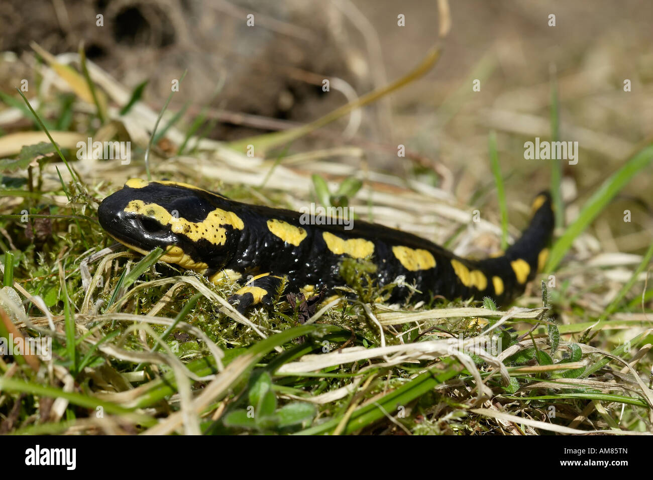 (Salamandra salamandra salamandre de feu) Banque D'Images