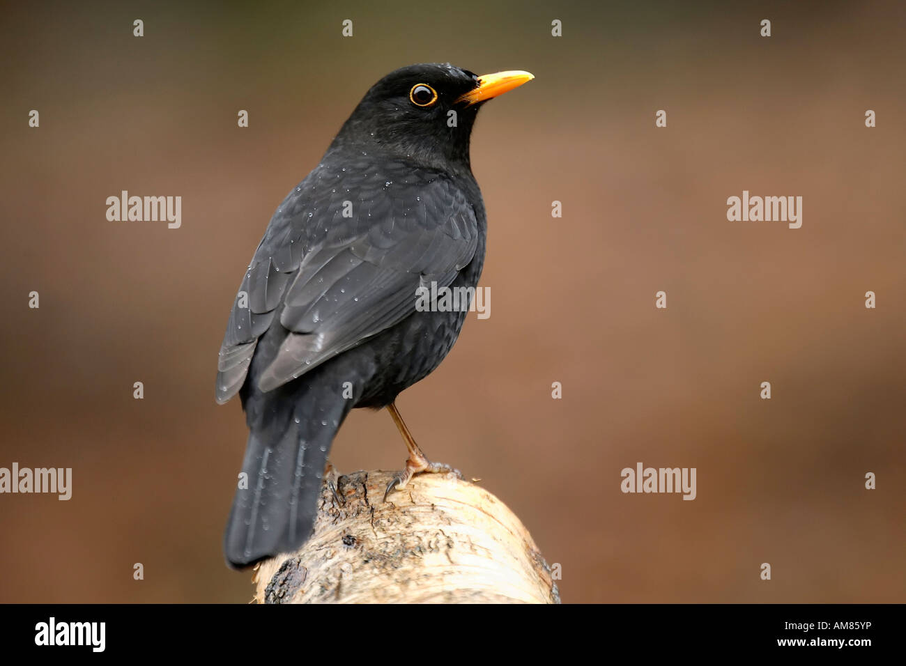 Blackbird mâle (Turdus merula) sur une ligne de Banque D'Images