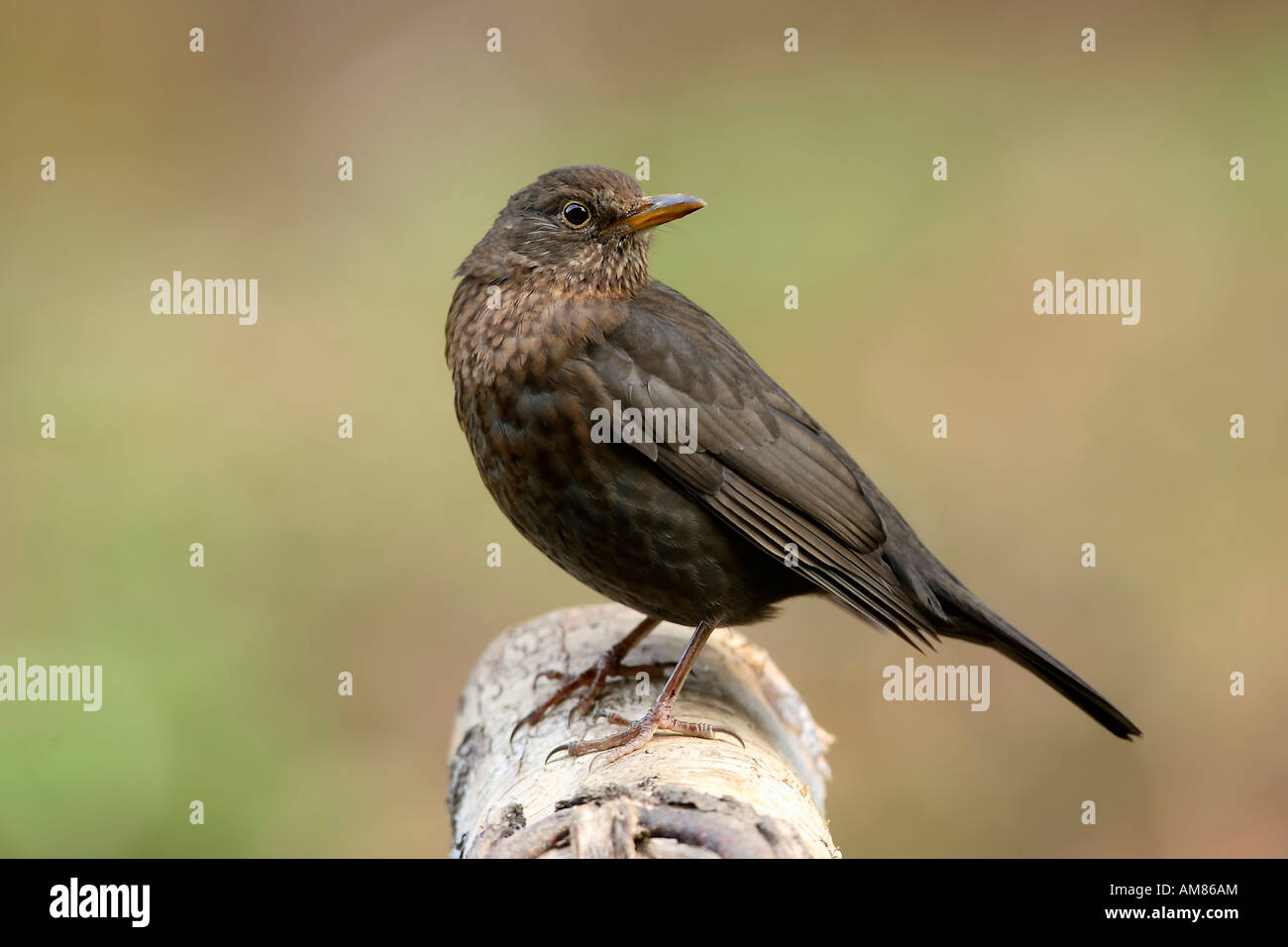 Turdus merula Blackbird ( ), femme Banque D'Images