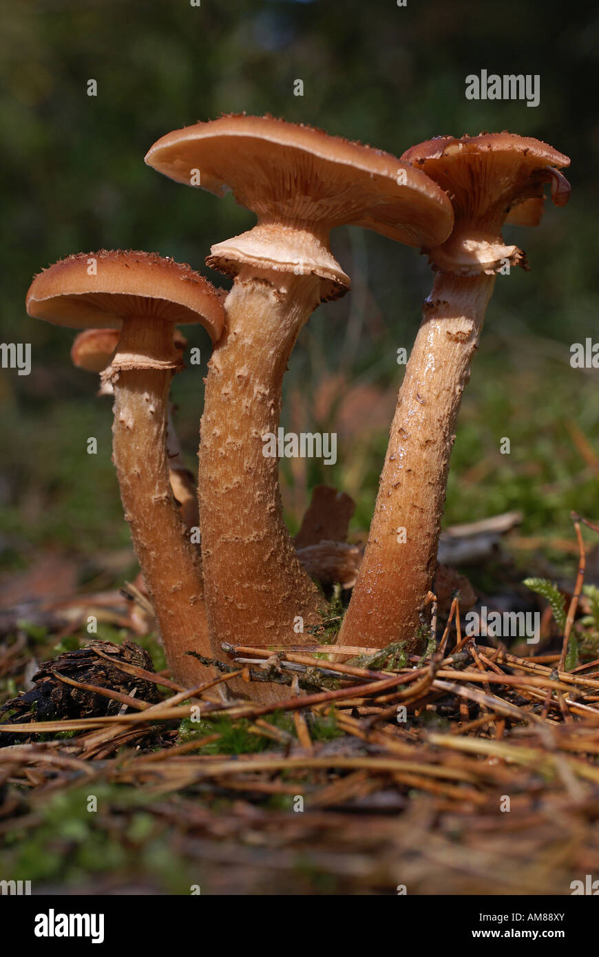 Champignon Armillaria ostoyae (miel) Banque D'Images