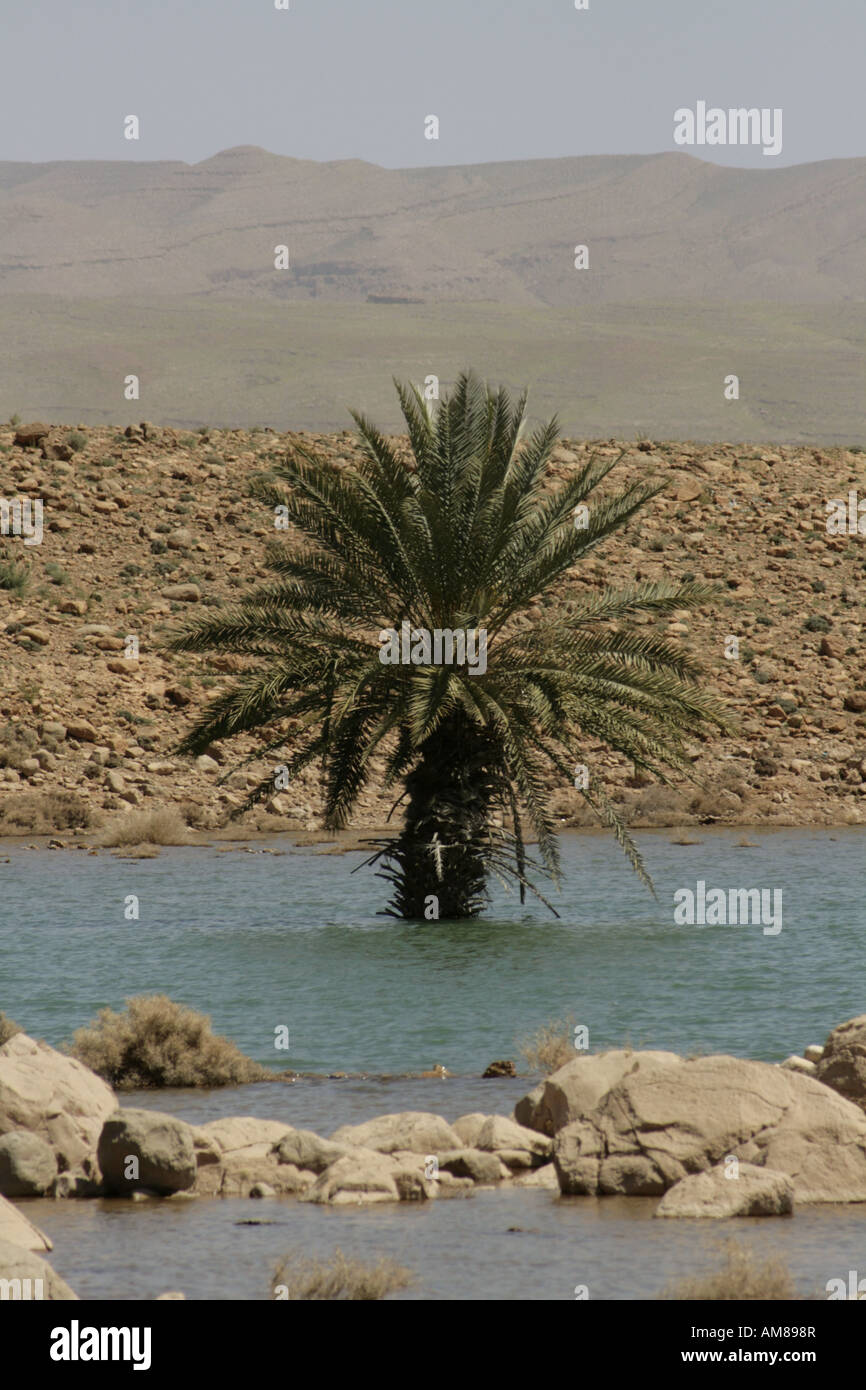 Palmier dans le réservoir Hassan Abdhakhil dans le Moyen Atlas, Maroc Banque D'Images