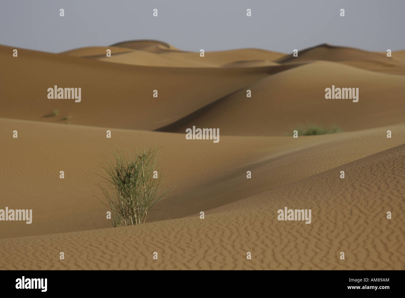 Arbustes sur des dunes de sable, Erg Chebbi, Maroc Banque D'Images
