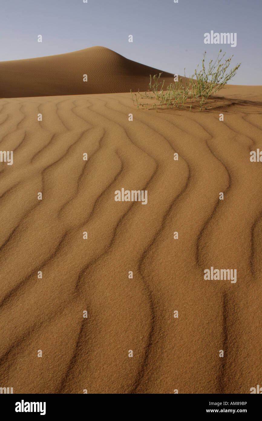 Dunes de sable façonné par le vent avec une douille, Erg Chebbi, Maroc Banque D'Images