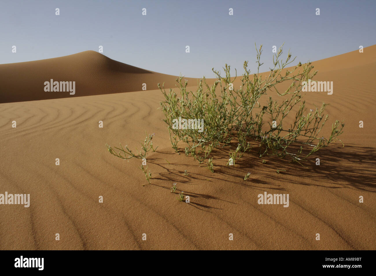 Bush sur une plage de dunes façonnées par le vent, Erg Chebbi, Maroc Banque D'Images
