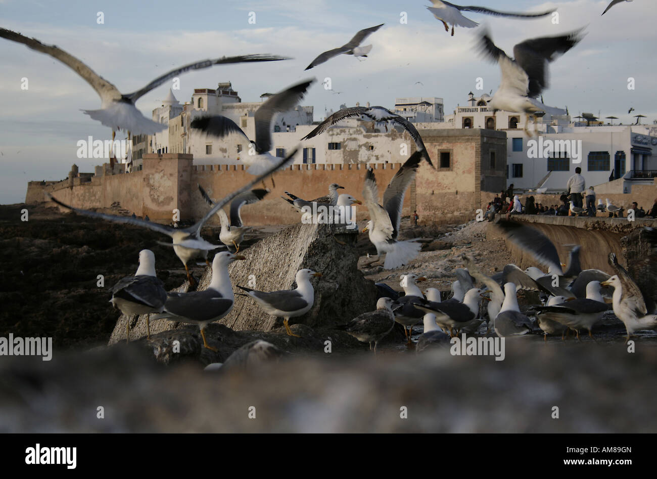 Mouettes devant le mur du port, Essaouira, Maroc Banque D'Images