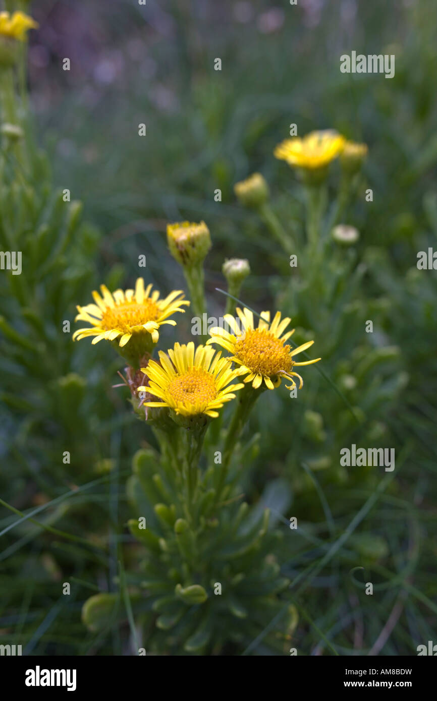 Samphire Inula crithmoides d'or en fleurs Banque D'Images