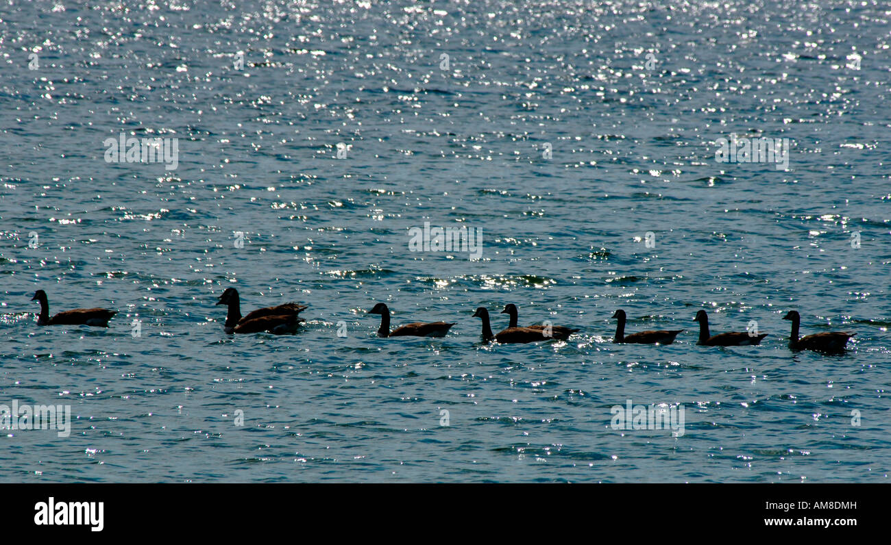 Une ligne de Bernaches du Canada (Branta canadensis) au réservoir de pagaie Carsington,dans le Derbyshire en Angleterre. Banque D'Images