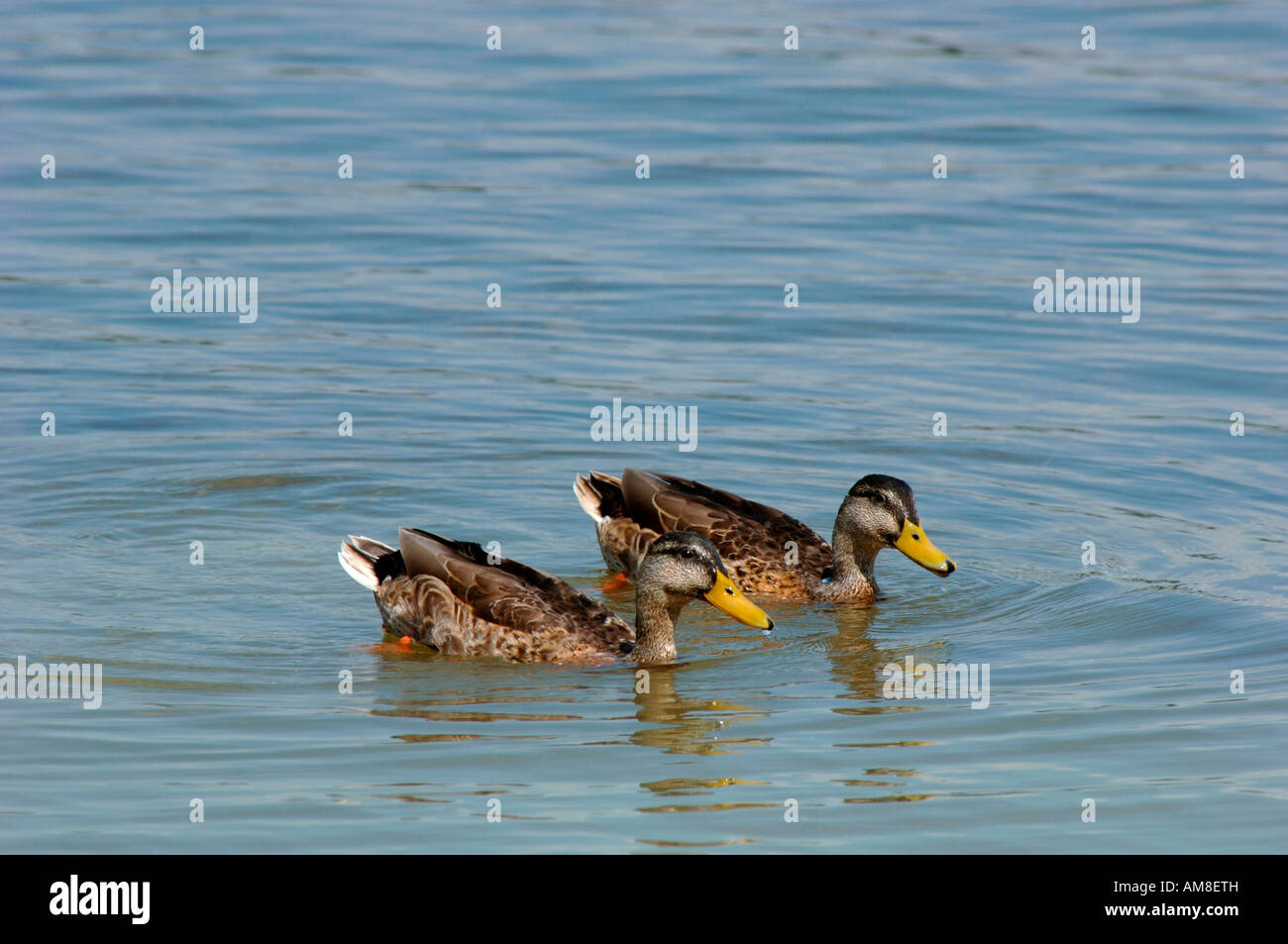 Une paire de canards colvert femelle(Anas platyrhynchos).Le réservoir d'eau douce Carsington dans le Derbyshire en Angleterre. Banque D'Images