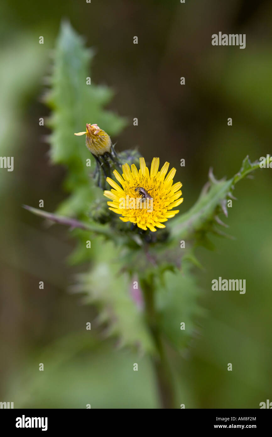 Le laiteron épineux Sonchus asper en fleur Banque D'Images