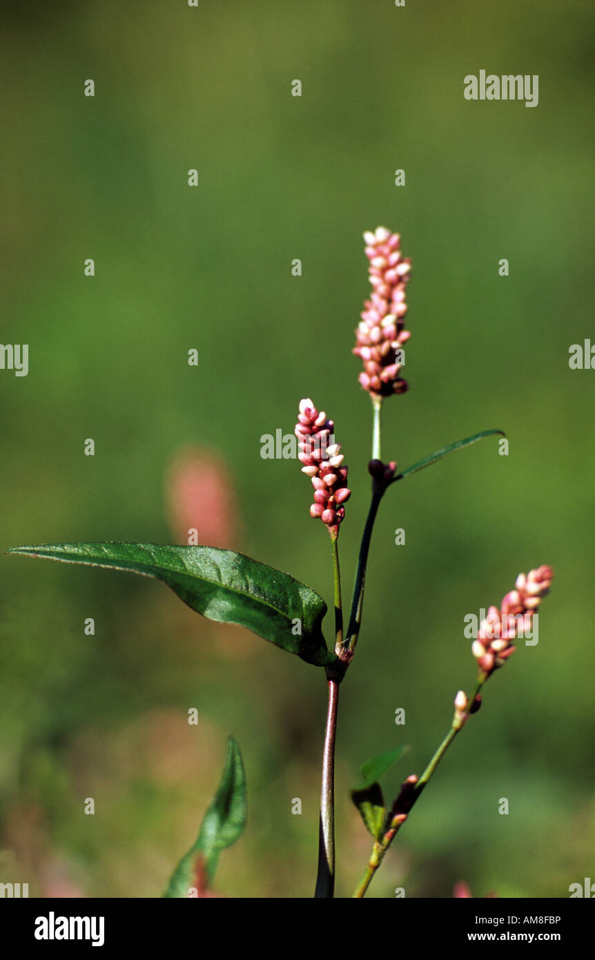 Chevalier arlequin Polygonum persicaria en fleur Banque D'Images