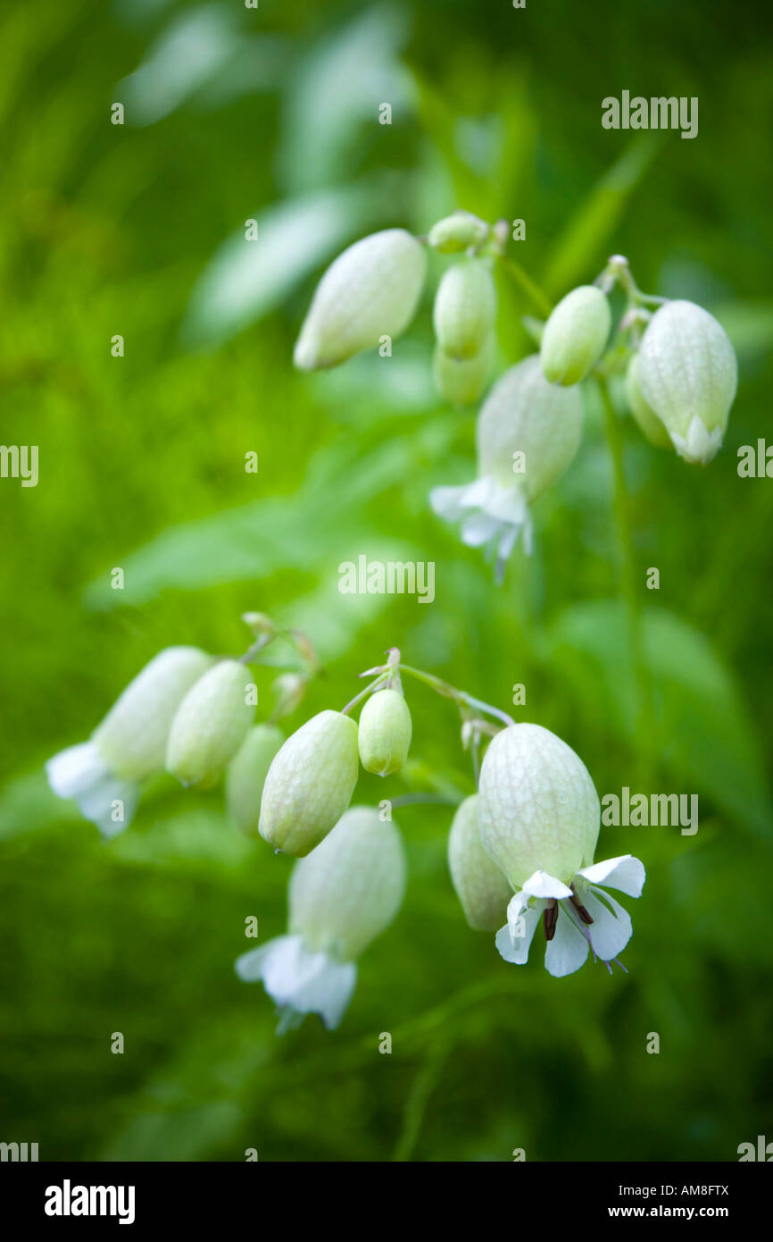 Gros Plan Sur Silene Fleurs Sauvages Du Quebec Photo Stock Alamy