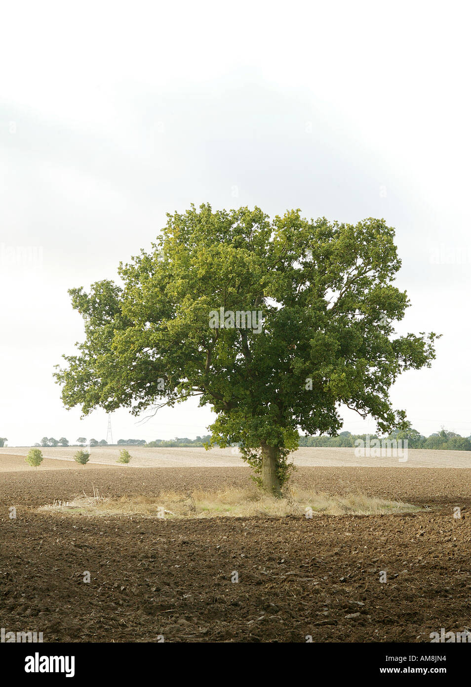 Seul arbre vertical vertical en vedette dans ouvrez grand paysage rural Banque D'Images