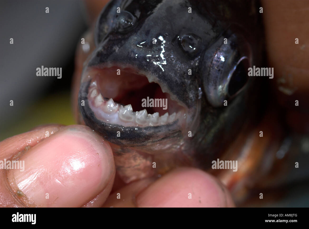 Rhombeus Serrasalmus Poisson Piranha blanc Nauapa River Iquitos Perou Banque D'Images