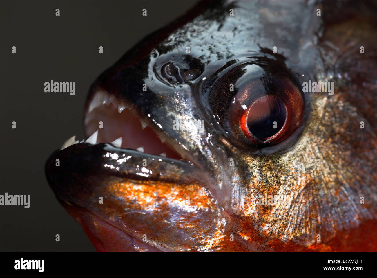 Poisson Piranha rouge Serrasalmus nattereri Nauapa River Iquitos Perou Banque D'Images