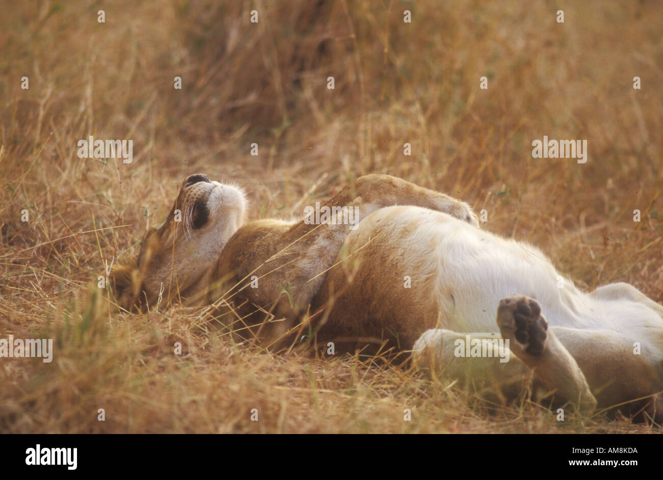 Lionne endormie sur son dos dans l'herbe haute Banque D'Images