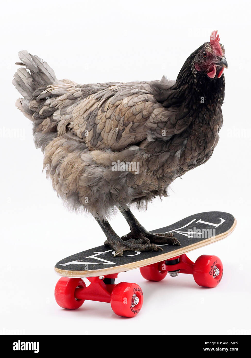 Le poulet sur une planche à roulettes  volailles dans motion. Banque D'Images